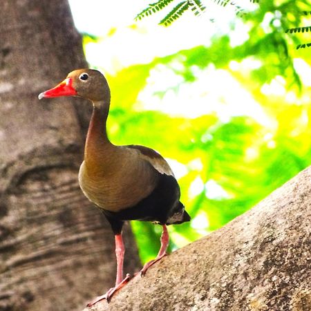 Pousada Fazenda Xaraes Todos os Santos Kültér fotó