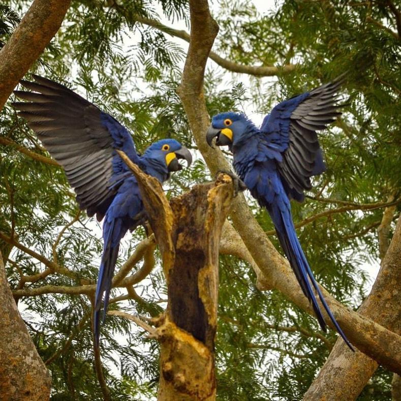 Pousada Fazenda Xaraes Todos os Santos Kültér fotó