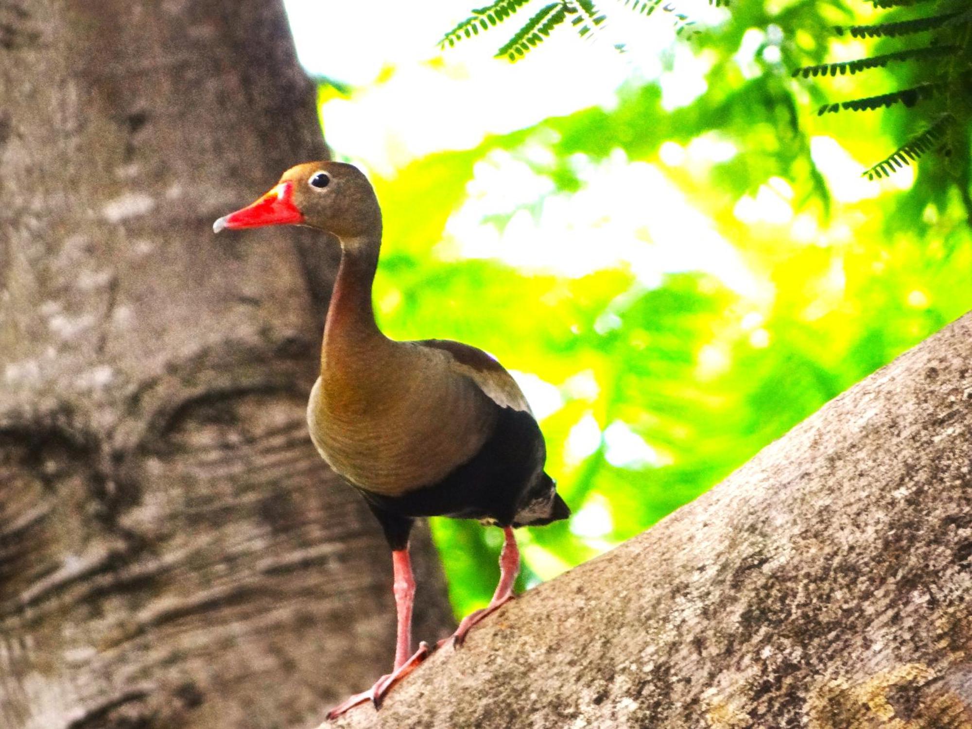 Pousada Fazenda Xaraes Todos os Santos Kültér fotó